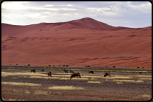 Eine Herde Spießböcke (Oryxantilopen) in der Namib-Wüste