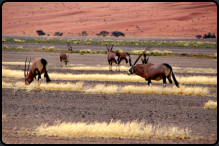 Eine Herde Spießböcke (Oryxantilopen) in der Namib-Wüste