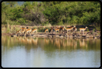 Impalas  am Tlopi Dam