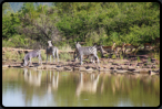 Steppenzebras und Impalas am Tlopi Dam