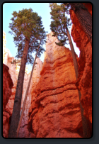 Bäume im Canyon des Navajo Trail