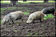 Turopolje-Schweine im Naturpark Lonjsko polje