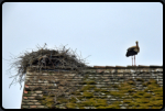 Weißstorch und Nest auf dem Dach eines alten Holzhauses
