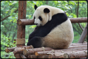 Erwachsener Panda auf einem Holzgestell