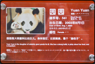 Informationstafel zum Pandabären