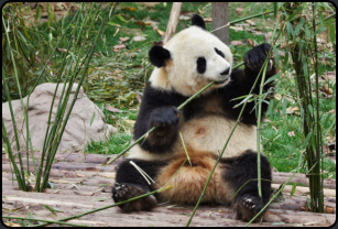Erwachsener Panda beim Fressen