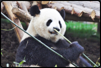 Erwachsener Panda beim Fressen