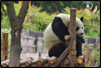 Halbwüchsiger Panda auf einem Holzgestell