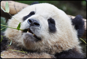 Halbwüchsiger Panda beim Fressen