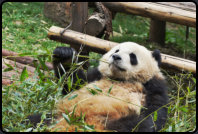 Halbwüchsiger Panda beim Fressen