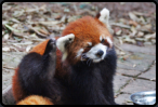 Roter Pandabär