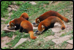 Fütterung der Roten Pandabären