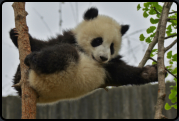 Junger Panda beim Klettern auf einem Baum