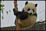 Junger Panda beim Klettern auf einem Baum