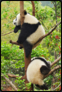 Junge Panda-Bären beim Klettern auf einem Baum