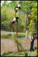 Wärterin lockt zwei Panda-Bären vom Baum