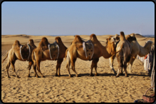 Kamele in den Sanddünen