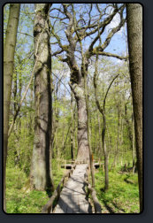 Holzpfad zur ältesten Eiche in Nationalpark