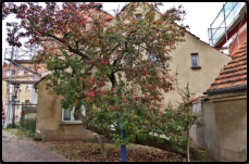 200 Jahre alter Birnbaum "Bergamotte"
