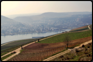 Blick über die Weinreben nach Bingen am Rhein