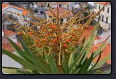 Palmlilie (Yucca) mit roten Früchten