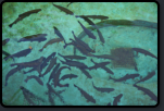 Forellen in einem Becken in der Zuchtstation Ribeiro Frio