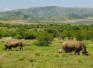 Nashorn-Familie im Pilanesberg Nationalpark