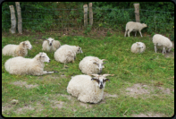 Die "Skudde" gilt als Schaf der Wickinger