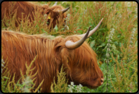 Galloway Rinder auf der Weide beim Museumsdorf
