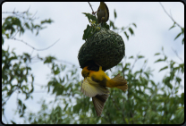 Golden Weaver (Webervogel) beim Nestbau