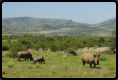 Breitmaulnashörner im Pilanesber-Nationalpark