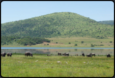 Flußpferde (Hippopotamus) im Pilanesberg-Nationalpark