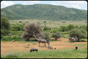 Steppenzebras und Warzenschweine im Pilanesberg-Nationalpark