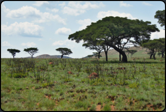 Landschaft im Kgaswane Natur-Reservat