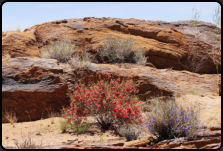 Rot und blau blühender Busch in der Steinwüste