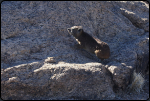 Ein Dassie (Klippschliefer) auf einem Felsen