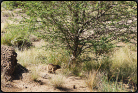 Ein Dassie (Klippschliefer) unter einem Busch